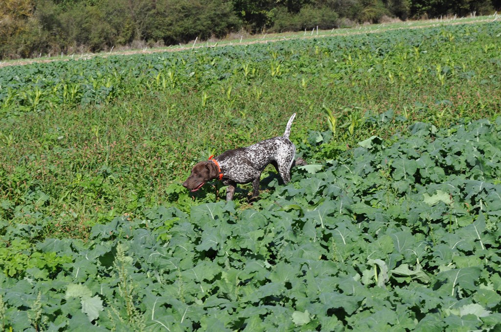 La chasse devant soi