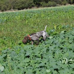 La chasse devant soi